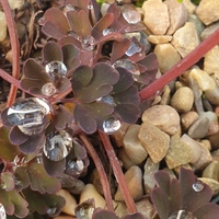 Corydalis mucronipetala dark leaf ML 7-30